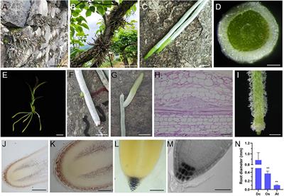 Developmental Characteristics and Auxin Response of Epiphytic Root in Dendrobium catenatum